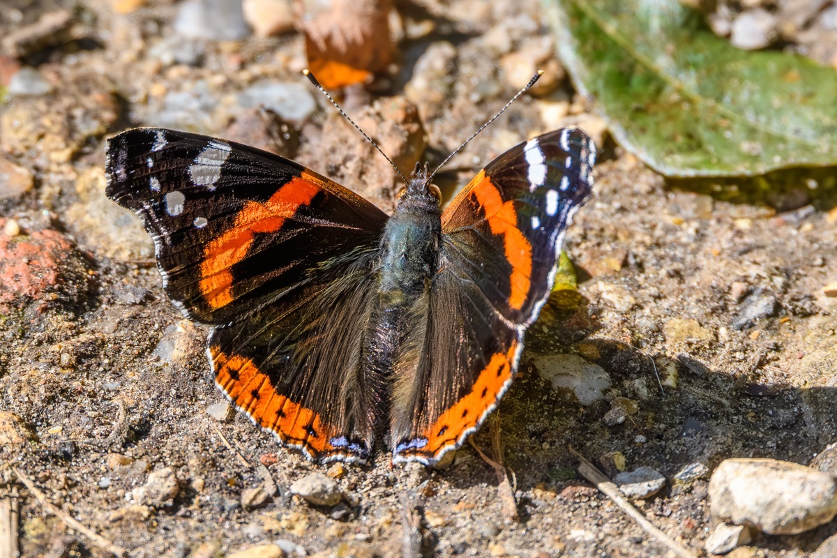 Red Admiral