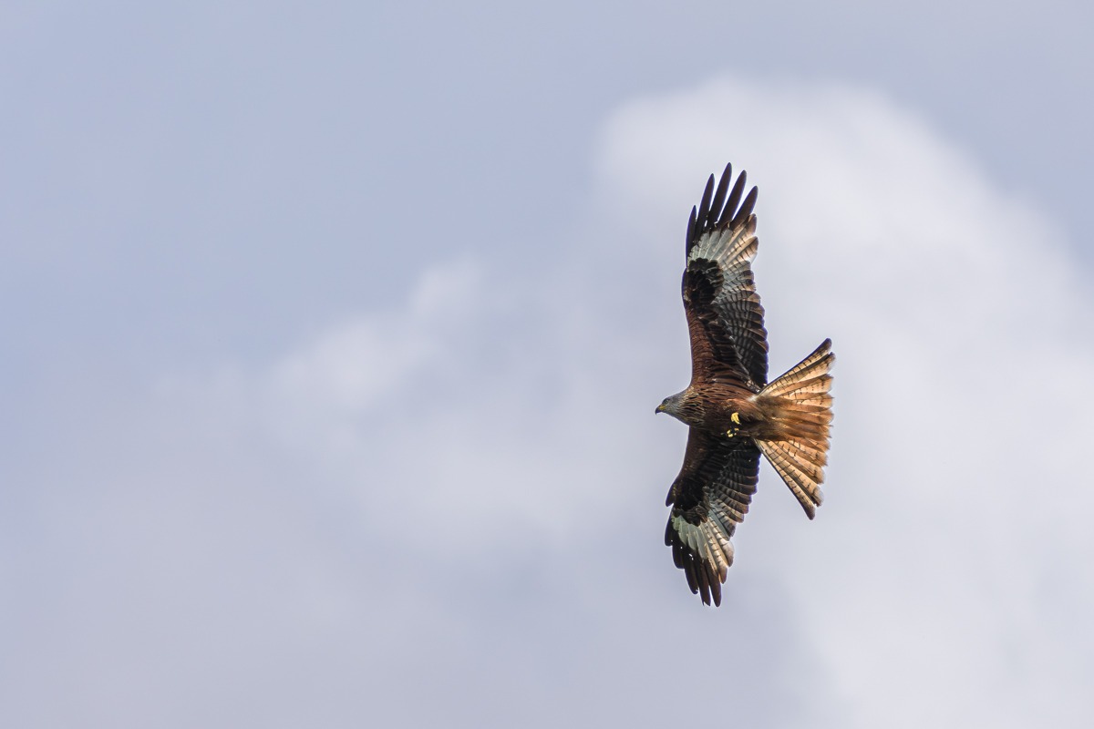 Red Kite