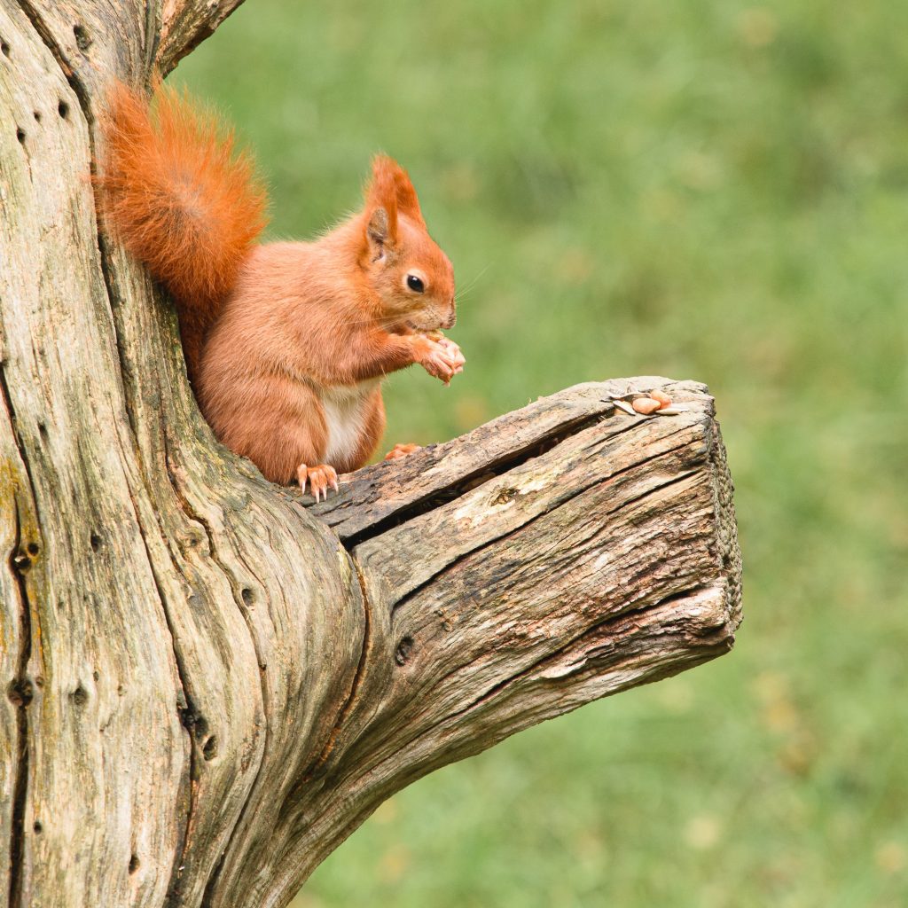 Red Squirrel