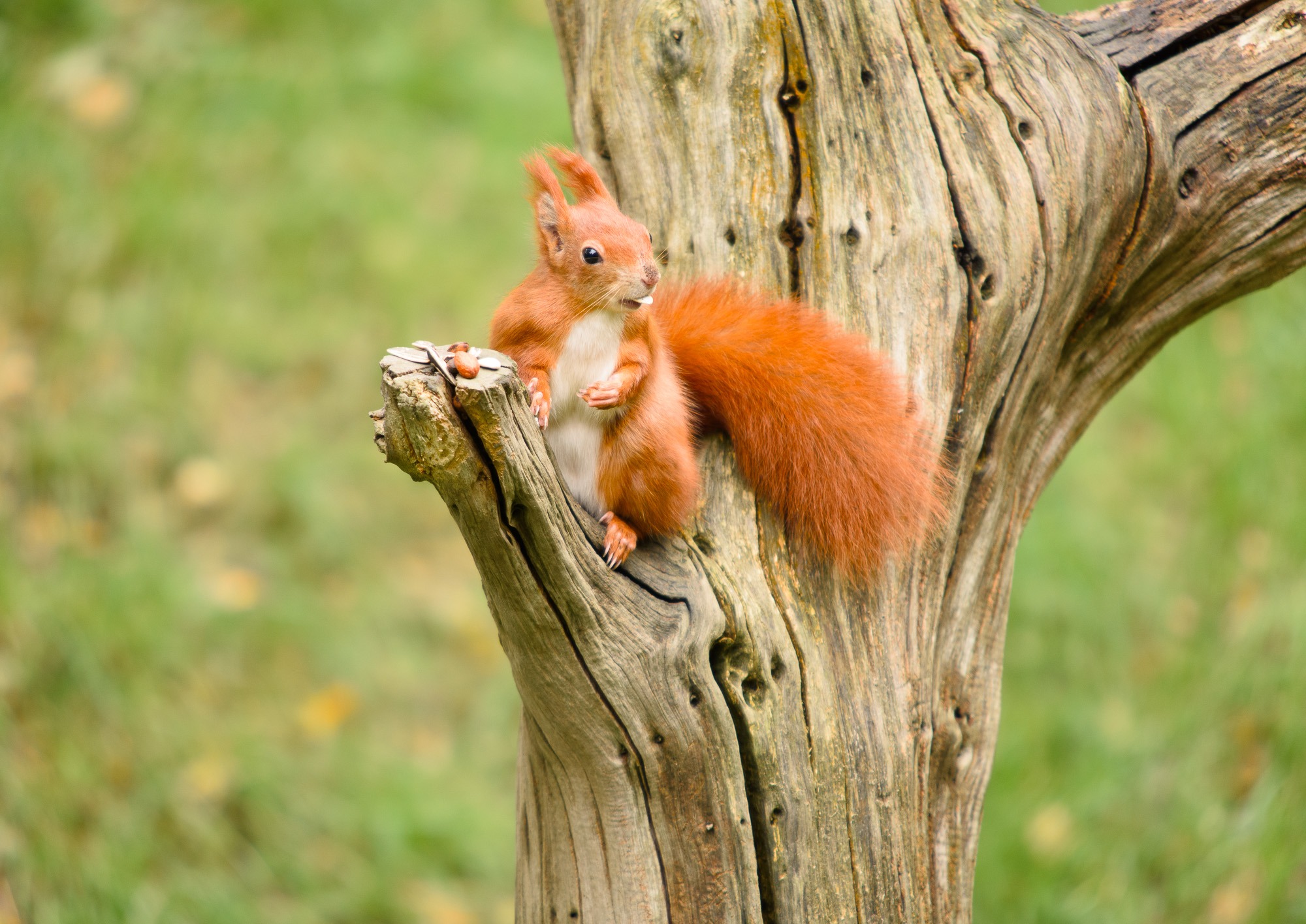 Red Squirrel