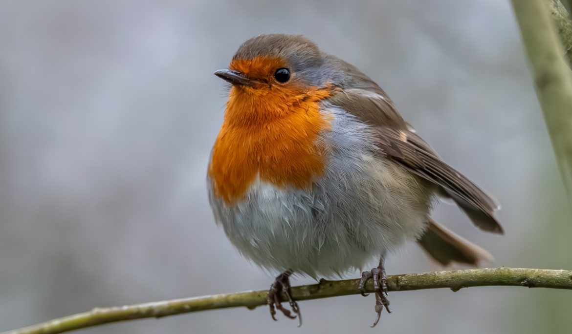 Robin