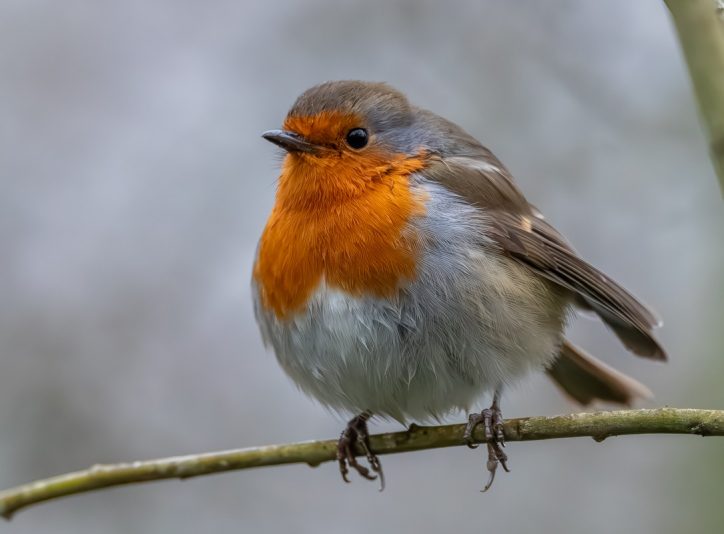 Robin