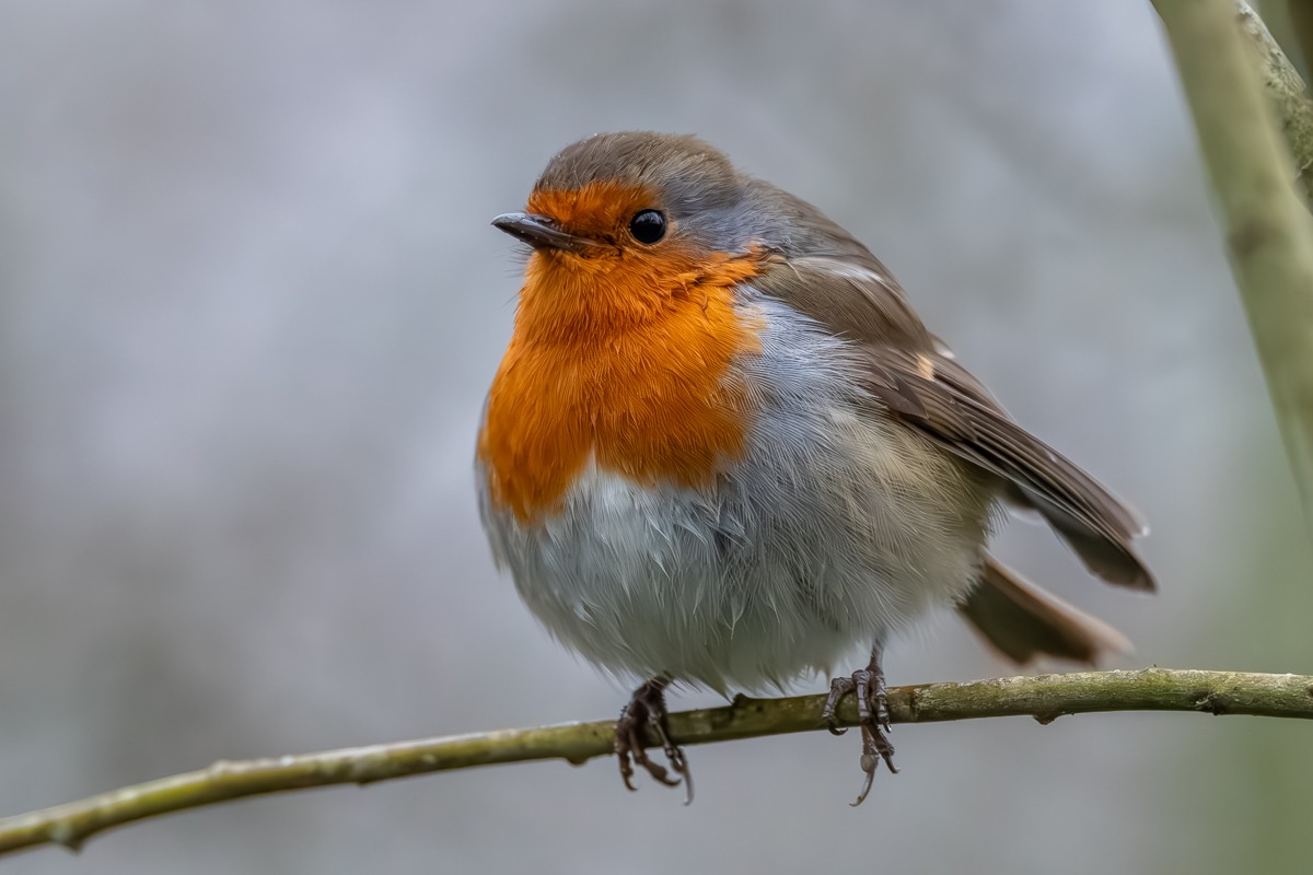 Robin