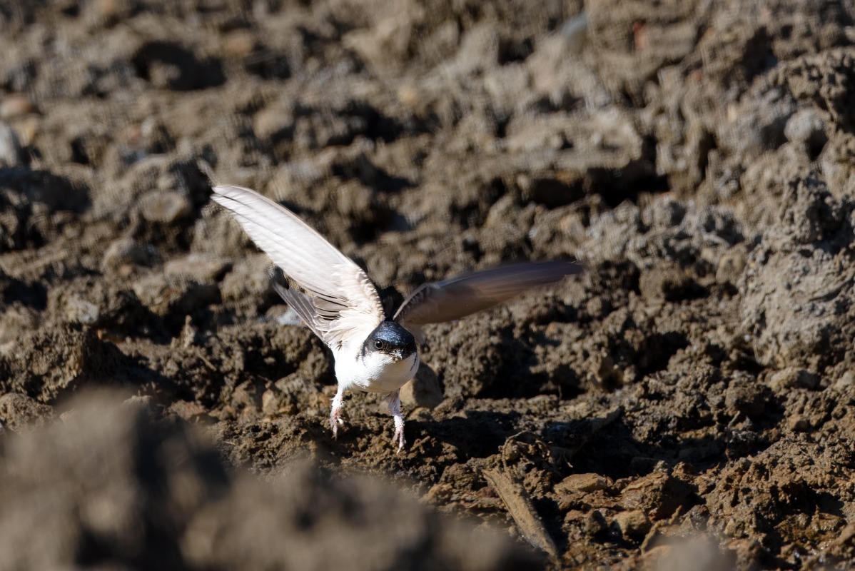 Sand Martin