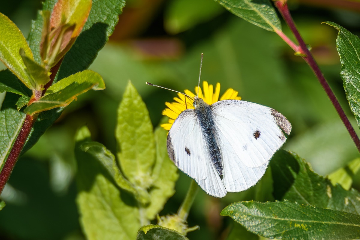 Small White