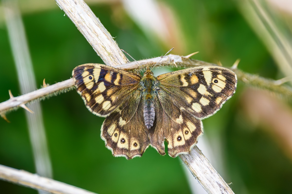 Speckled Wood Butterfly