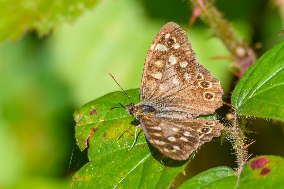 Speckled Wood