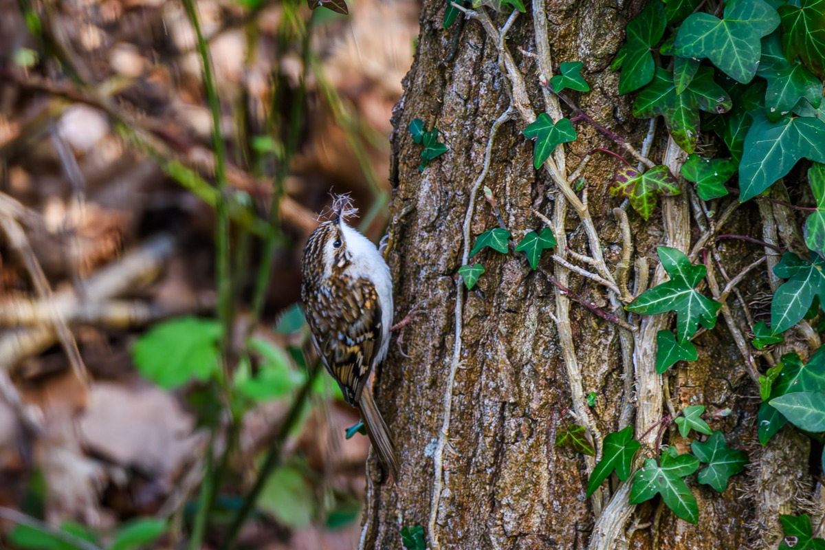 Treecreeper