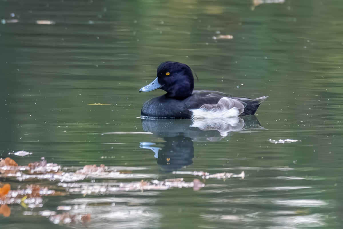 Tufted Duck