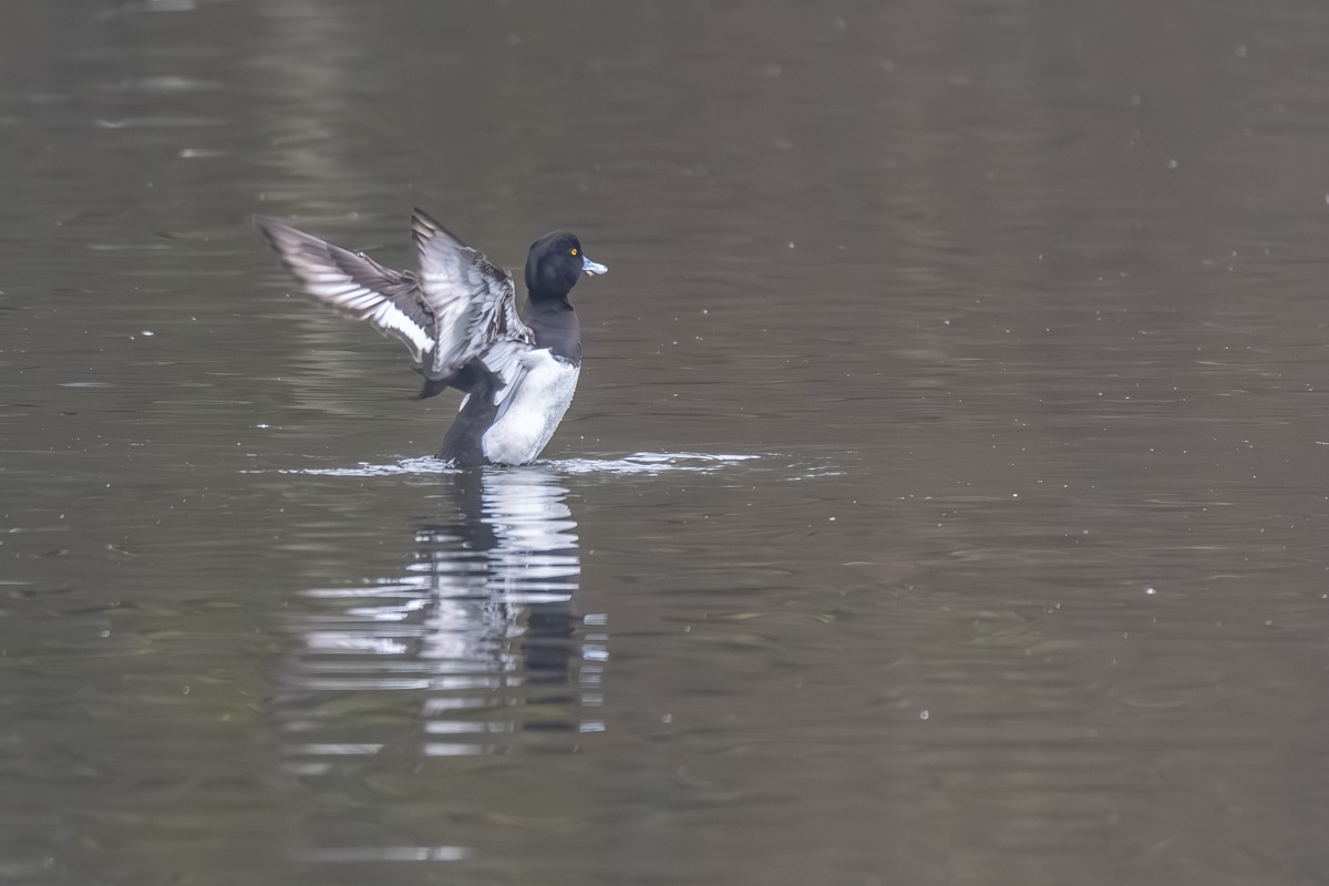 Tufted Duck