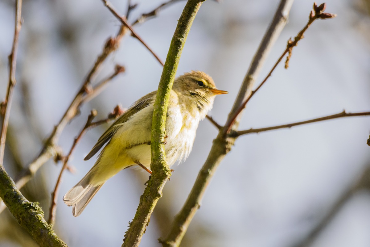 Willow Warbler