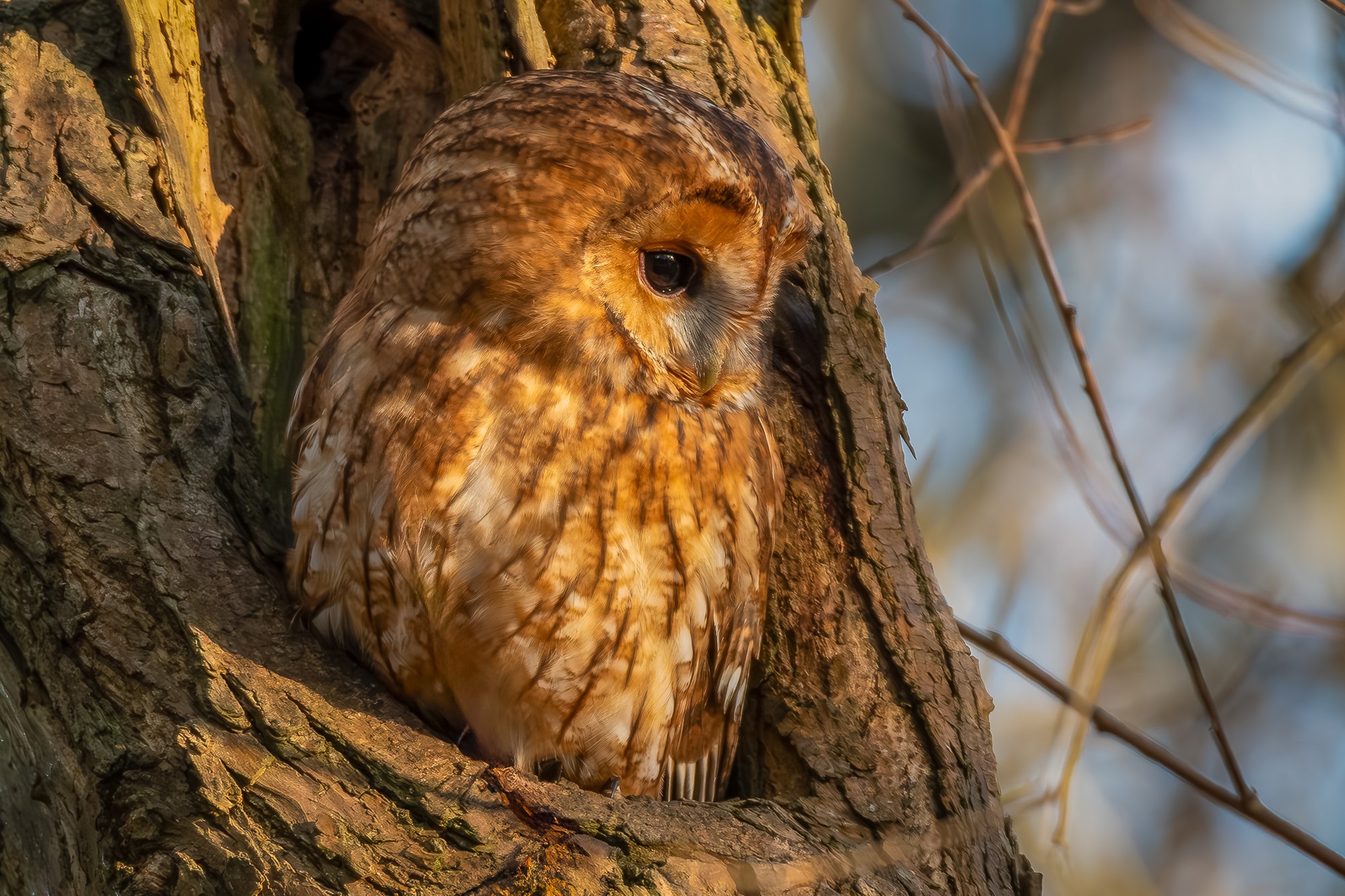 Tawny Owl