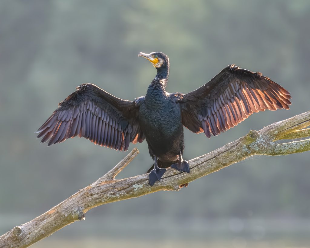 Cormorant