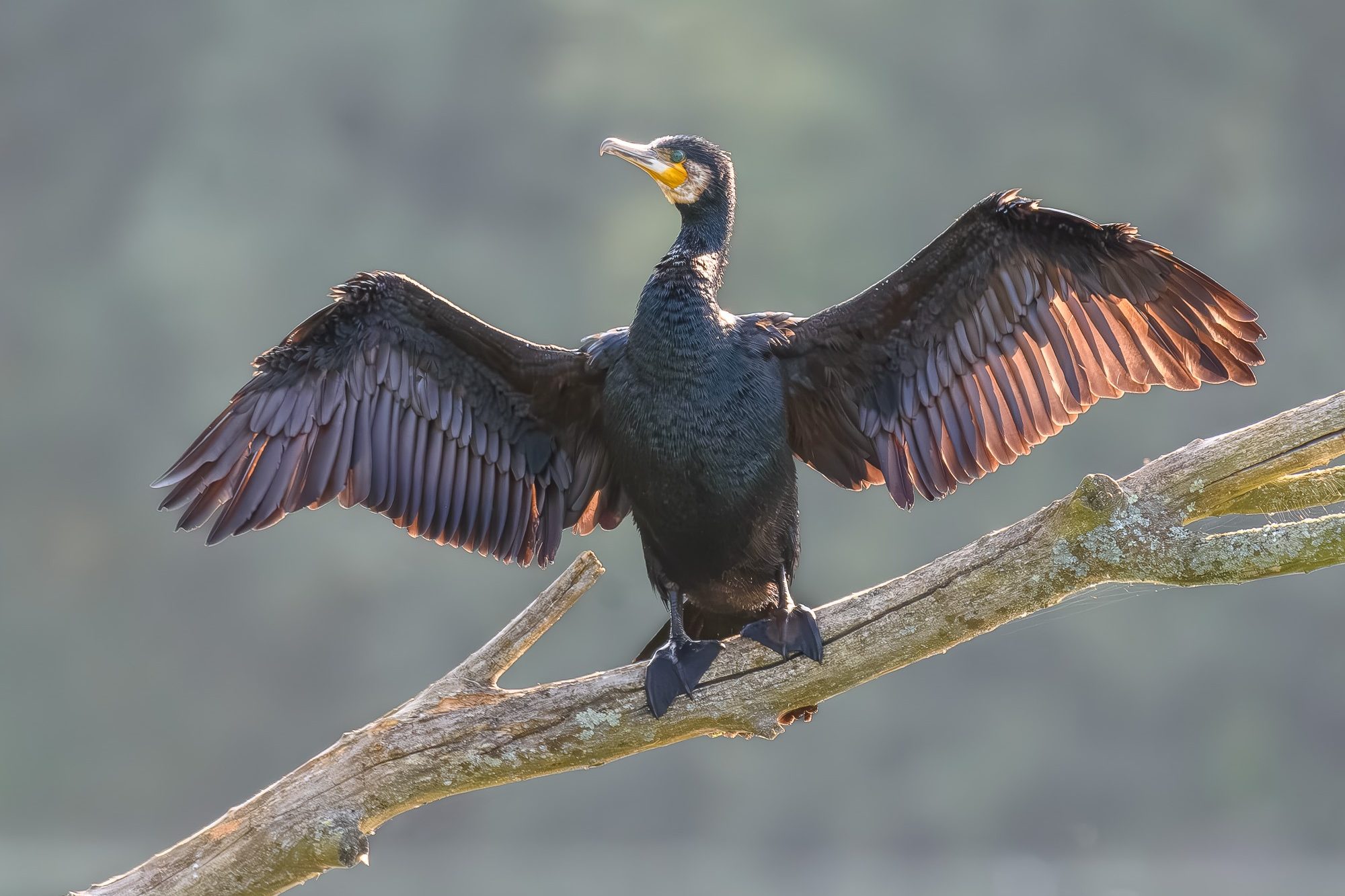 Cormorant Cormorant