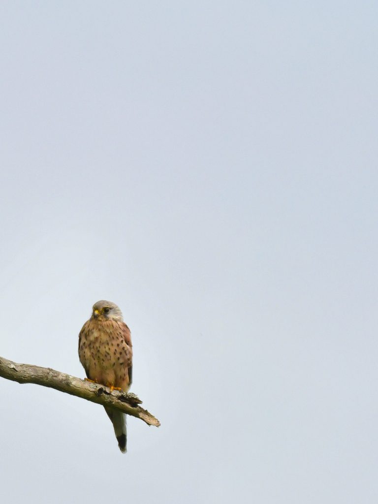 Kestrel