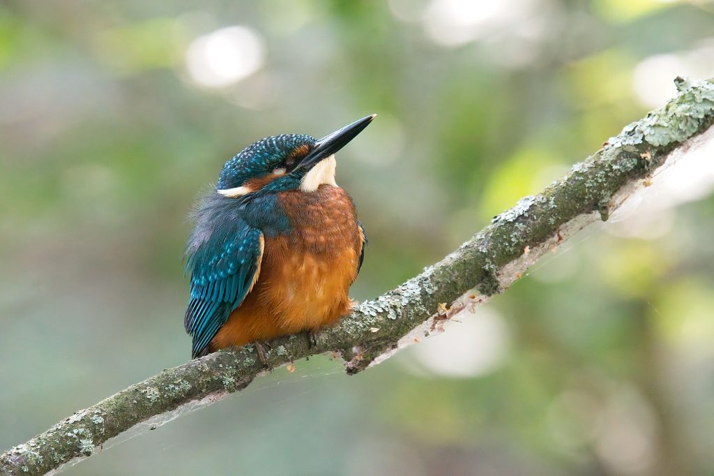 Kingfisher