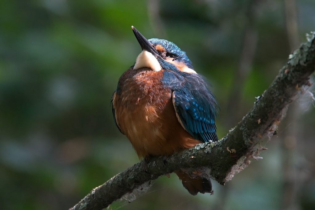 Kingfisher