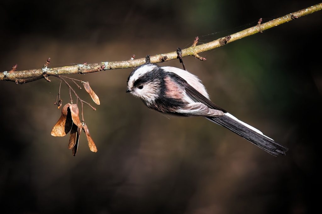 Long Tailed Tit